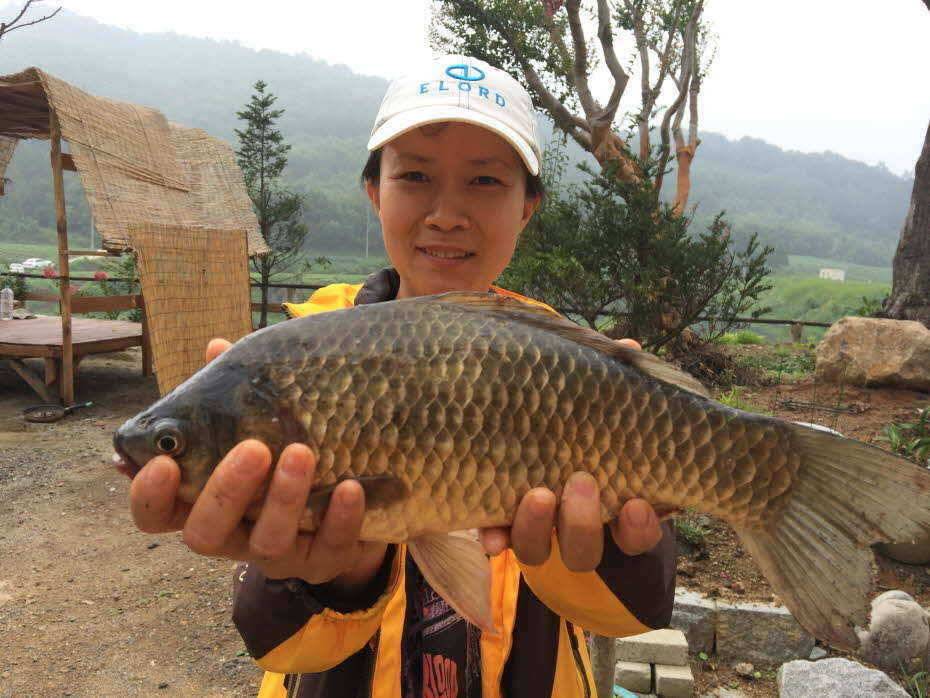4짜 여조사님 (조황조행기 - 월척컵토종붕어챔피언십)