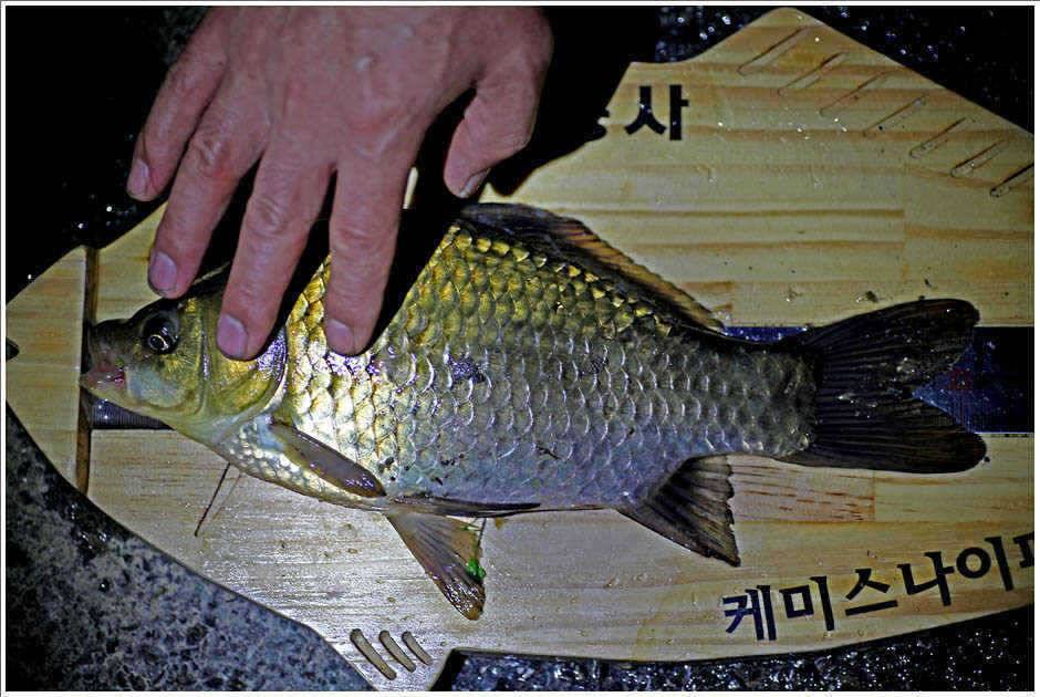 허조사 2010년 1호 신고합니다 (조황조행기 - 월척컵토종붕어챔피언십)