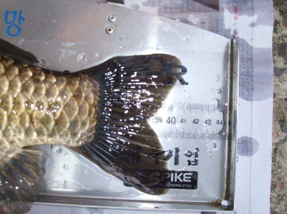 생애 첫 사짜41cm (조황조행기 - 월척컵토종붕어챔피언십)
