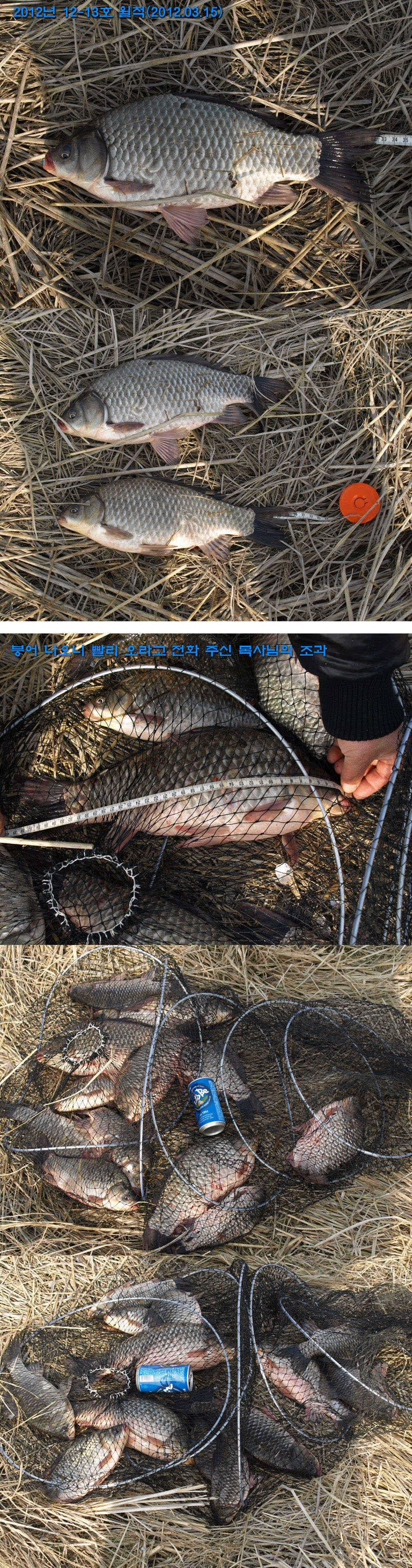 오늘 붕어 나온다는데 (조황조행기 - 월척컵토종붕어챔피언십)