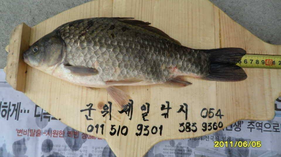 10호 월척 (조황조행기 - 월척컵토종붕어챔피언십)