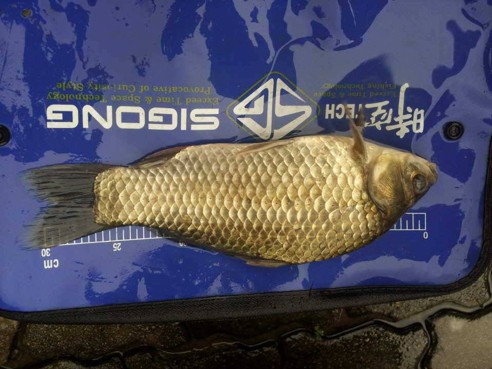 저도 월척 신고해봅니다 (조황조행기 - 월척컵토종붕어챔피언십)