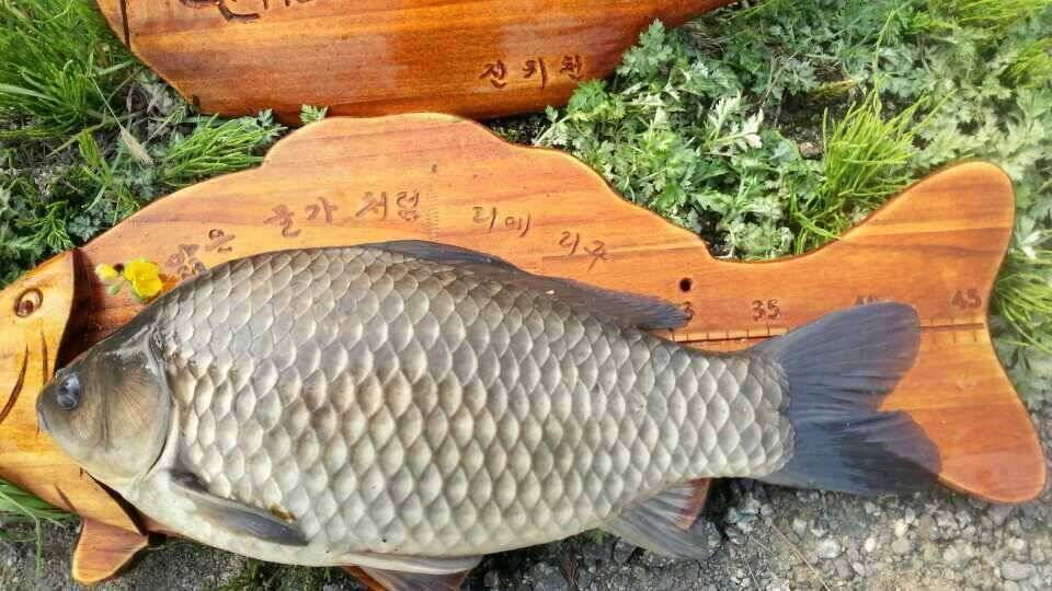 보름달 사짜 (조황조행기 - 월척컵토종붕어챔피언십)
