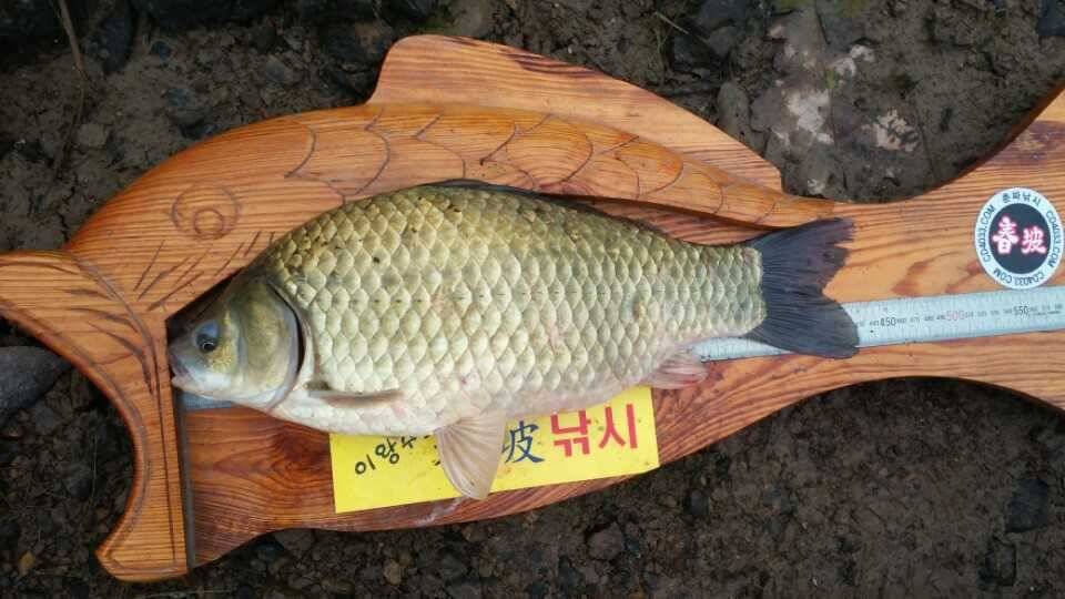 4짜에요 (조황조행기 - 월척컵토종붕어챔피언십)