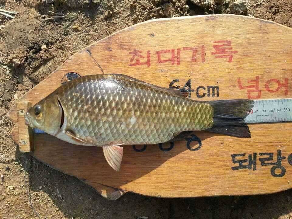 올 첫 월리 2년만에 한수 (조황조행기 - 월척컵토종붕어챔피언십)