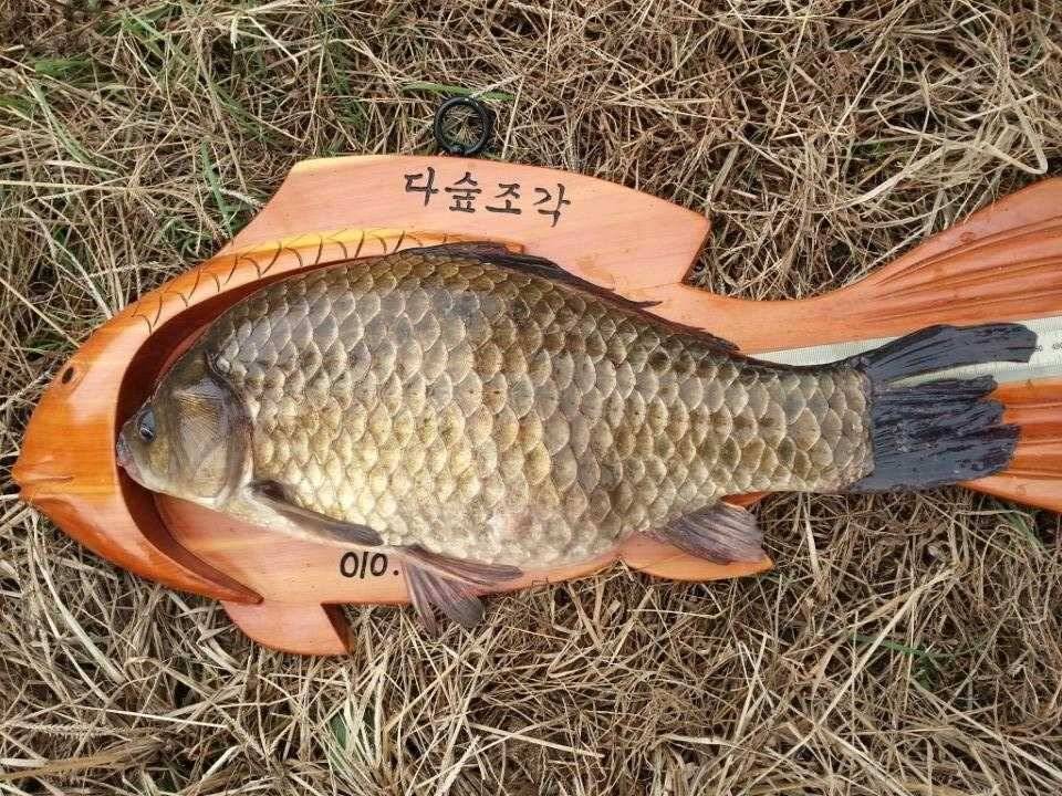 첫 사짜 입니다 (조황조행기 - 월척컵토종붕어챔피언십)