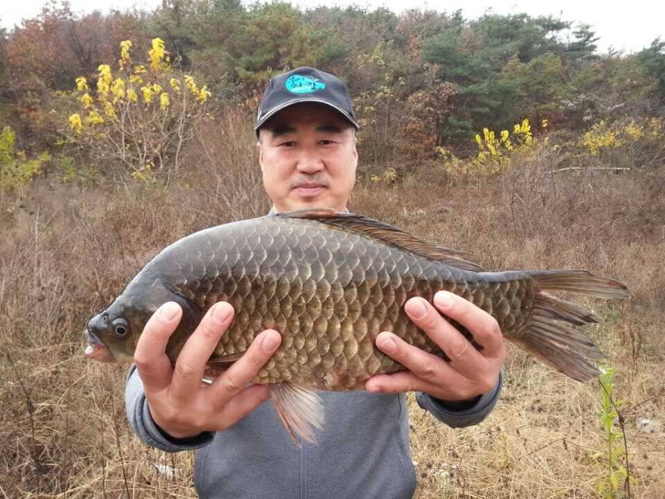 첫 사짜 입니다 (조황조행기 - 월척컵토종붕어챔피언십)