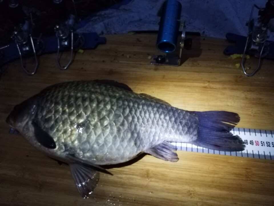 첫수에 48cm (조황조행기 - 월척컵토종붕어챔피언십)