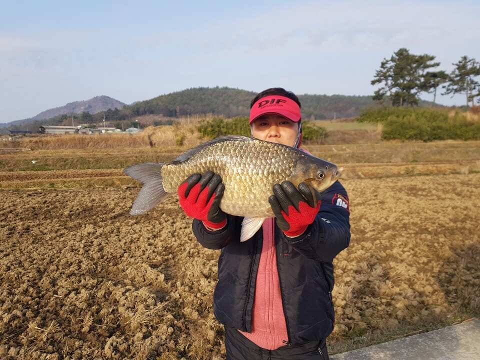 2019년 1호4짜 스타트 (조황조행기 - 월척컵토종붕어챔피언십)