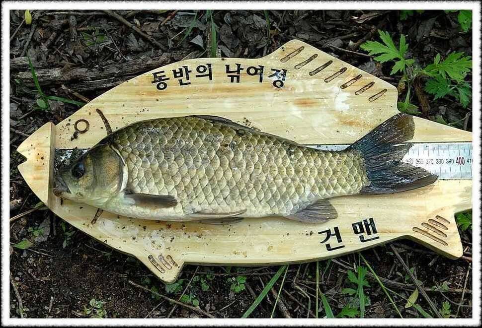 8호 신고 함니다 (조황조행기 - 월척컵토종붕어챔피언십)
