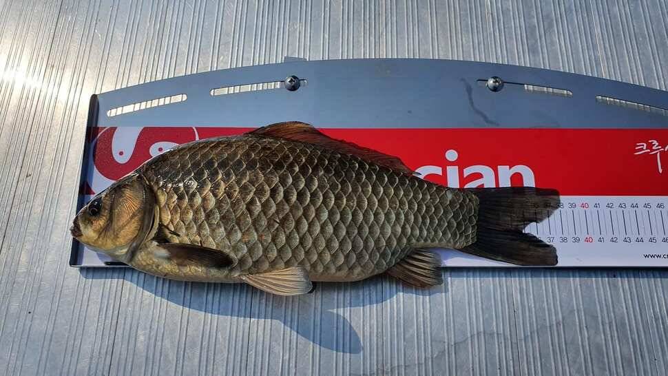 낚시인생 첫 대물토종 38cm (조황조행기 - 월척컵토종붕어챔피언십)