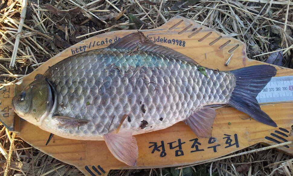 첫월척ㅋ (조황조행기 - 월척컵토종붕어챔피언십)