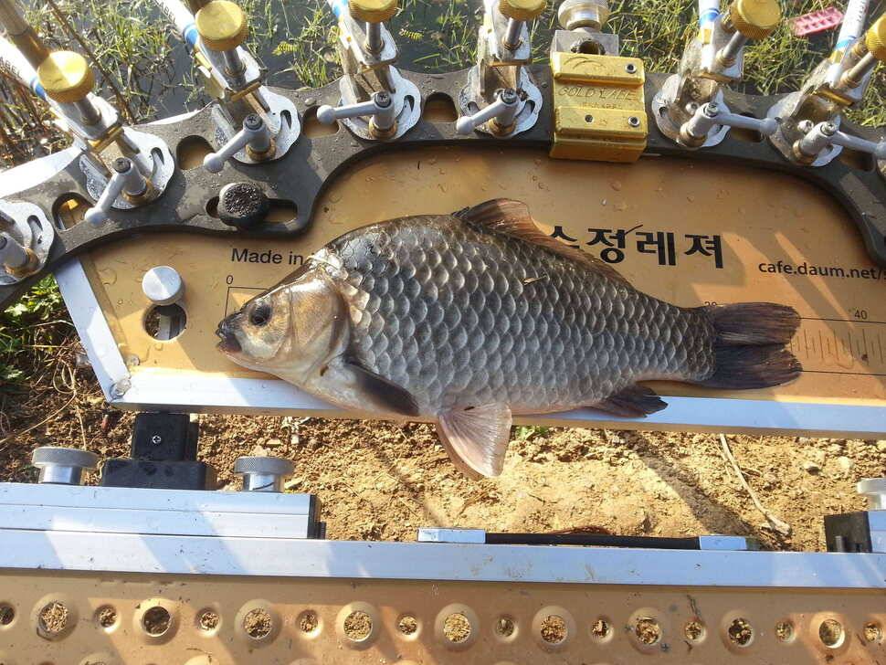 경산권 허리급 윌척 (조황조행기 - 월척컵토종붕어챔피언십)