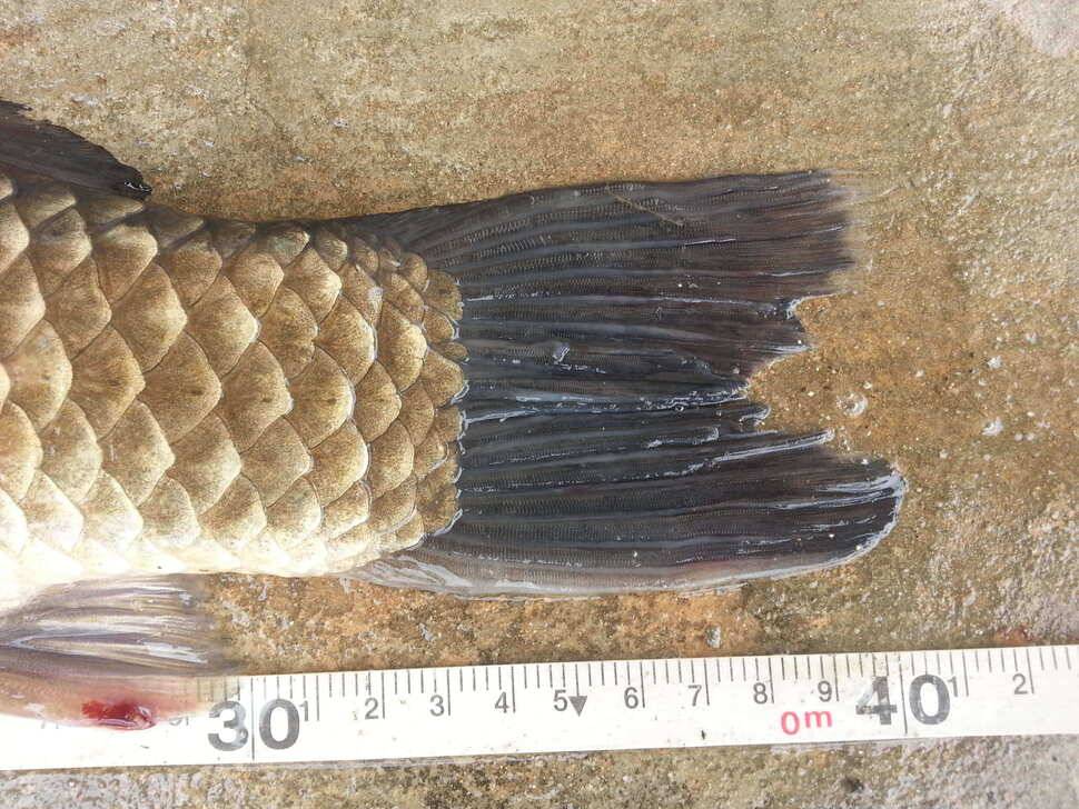 4짜조사등극 (조황조행기 - 월척컵토종붕어챔피언십)