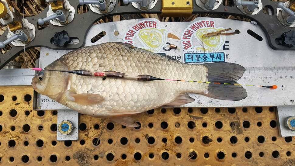서울근교 (조황조행기 - 월척컵토종붕어챔피언십)