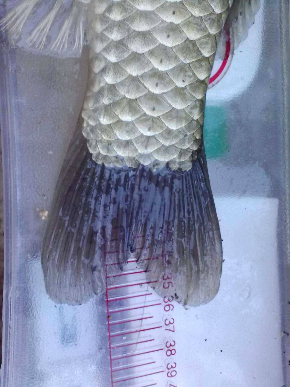 작년 대물낚시 입문 첫월척 (조황조행기 - 월척컵토종붕어챔피언십)