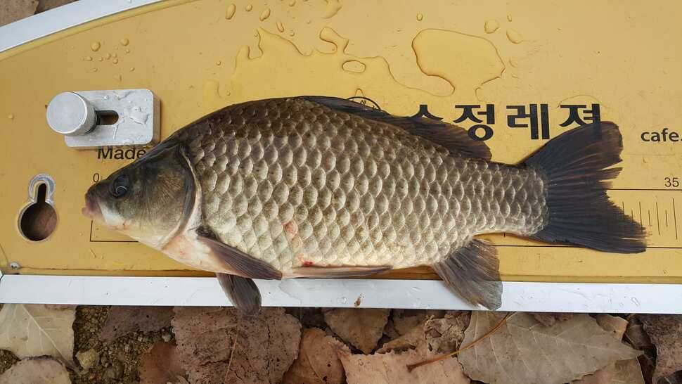 이박 (조황조행기 - 월척컵토종붕어챔피언십)