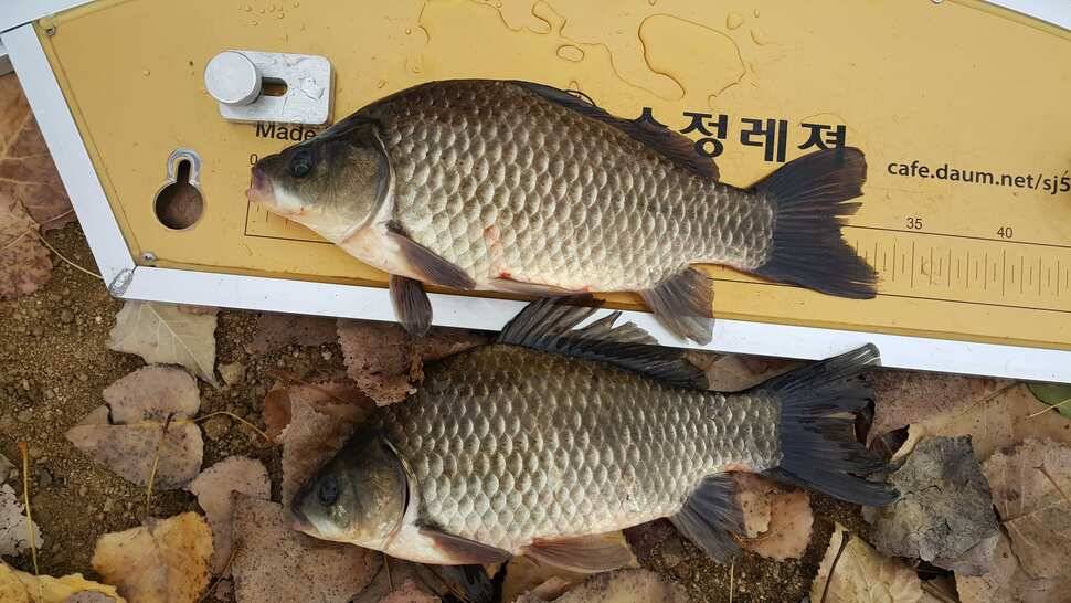 이박 (조황조행기 - 월척컵토종붕어챔피언십)