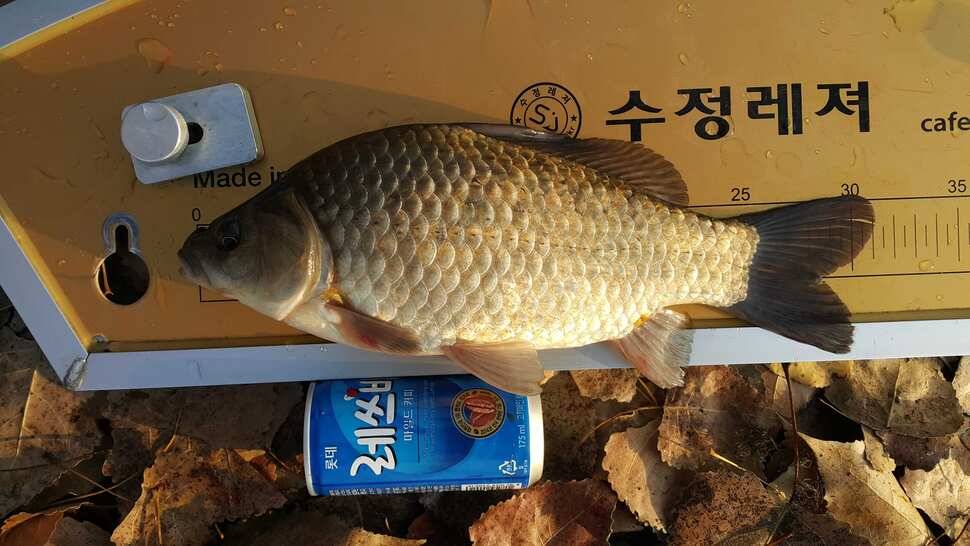 이박 (조황조행기 - 월척컵토종붕어챔피언십)