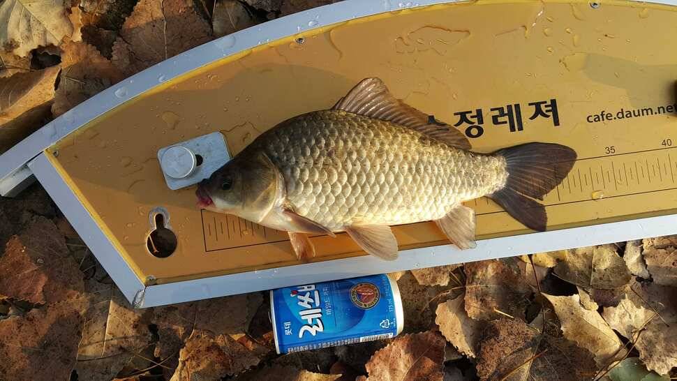이박 (조황조행기 - 월척컵토종붕어챔피언십)