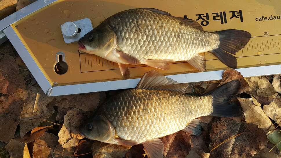 이박 (조황조행기 - 월척컵토종붕어챔피언십)