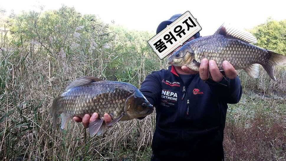 짬낚에 기록갱신 (조황조행기 - 월척컵토종붕어챔피언십)