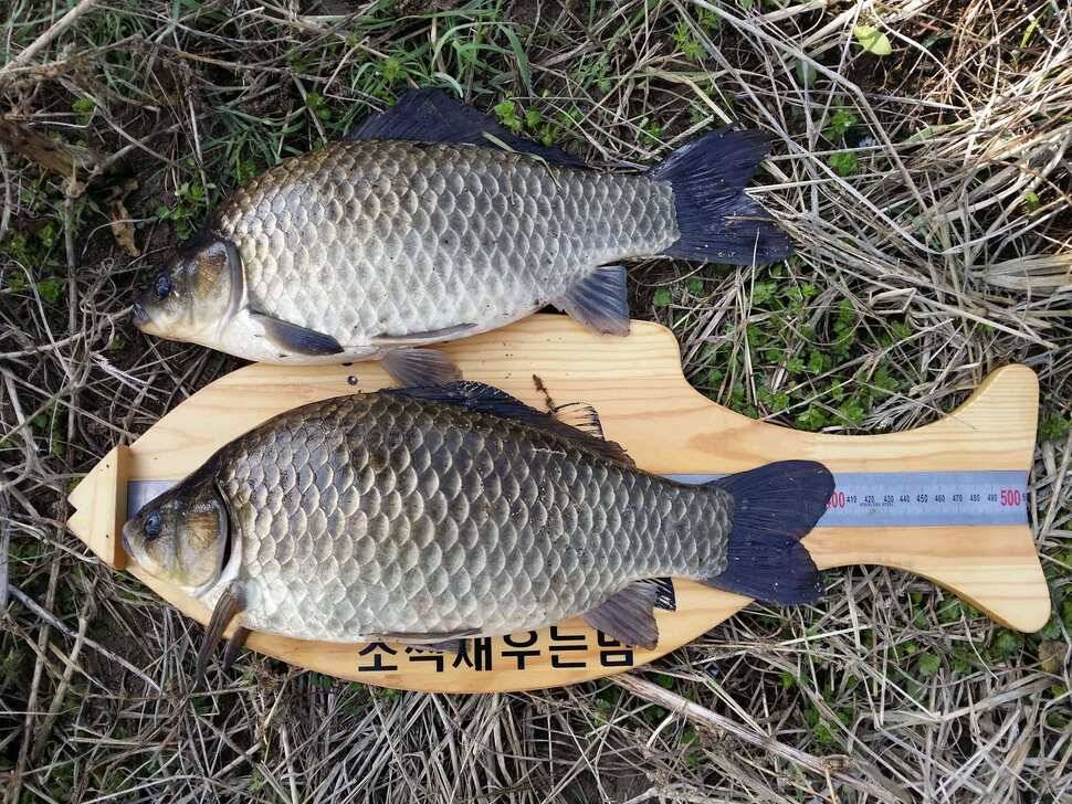 또 4짜들 (조황조행기 - 월척컵토종붕어챔피언십)