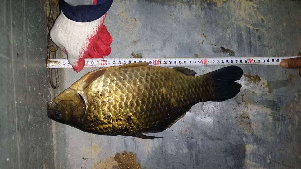 38cm월척입니다 (조황조행기 - 월척컵토종붕어챔피언십)