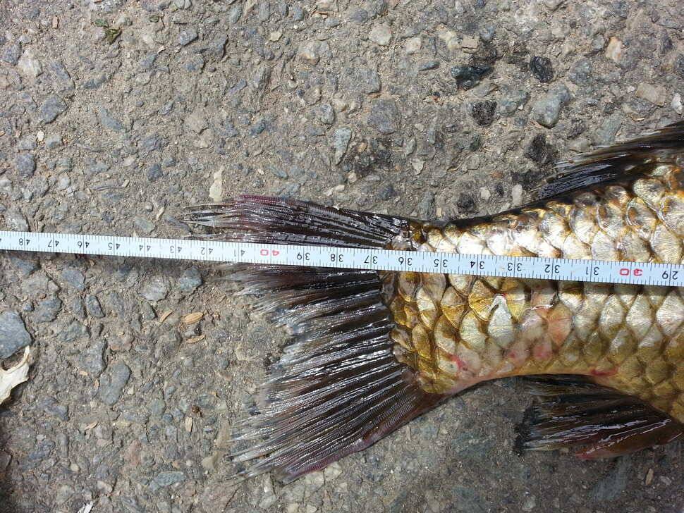 용인 요덕골낚시터 43센치 붕어 (조황조행기 - 월척컵토종붕어챔피언십)