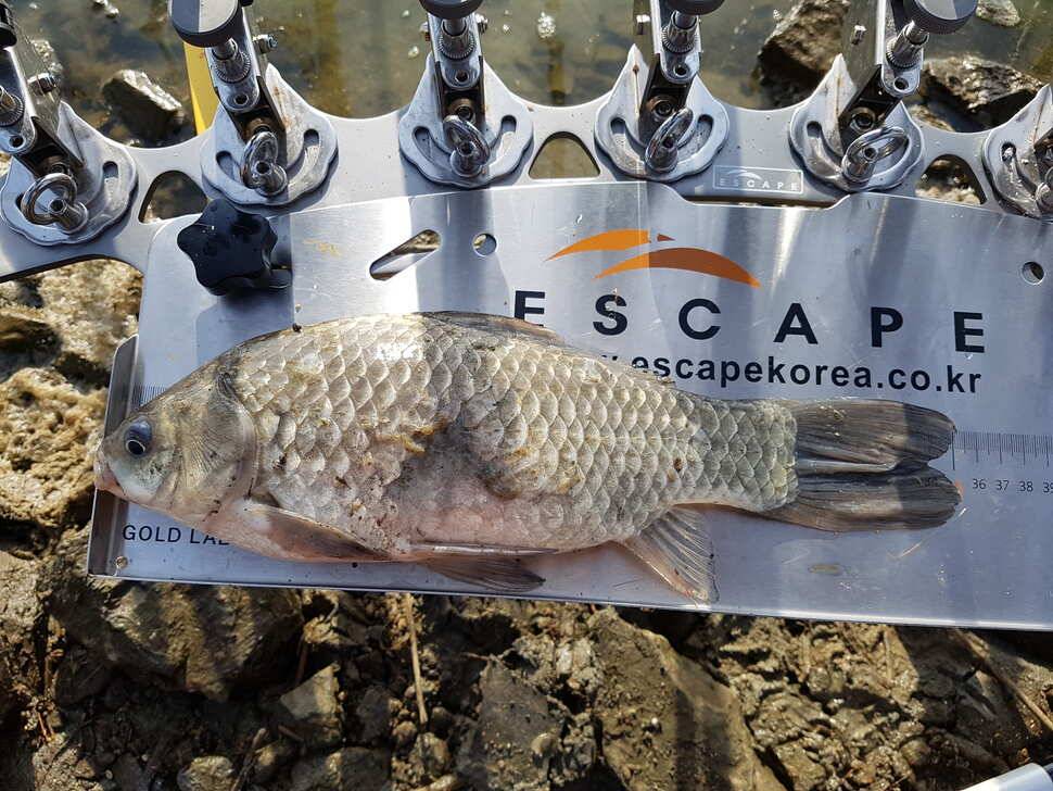 생에 첫 사짜 (조황조행기 - 월척컵토종붕어챔피언십)