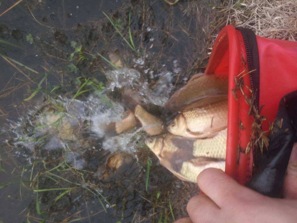 오늘밤 파이팅하세요 (조황조행기 - 월척컵토종붕어챔피언십)