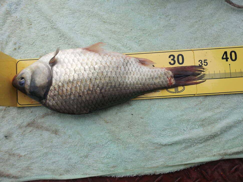 초보라 혹 떡붕어 인가요 (조황조행기 - 월척컵토종붕어챔피언십)