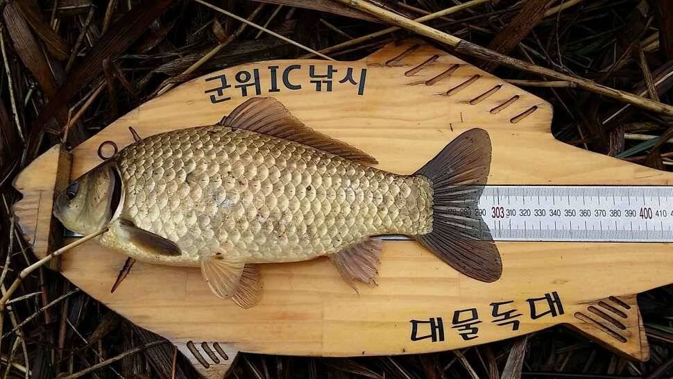 올해 1호로 시작합니다 (조황조행기 - 월척컵토종붕어챔피언십)