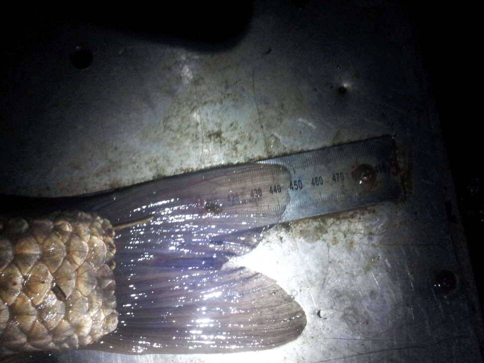 45쫌모자람 (조황조행기 - 월척컵토종붕어챔피언십)
