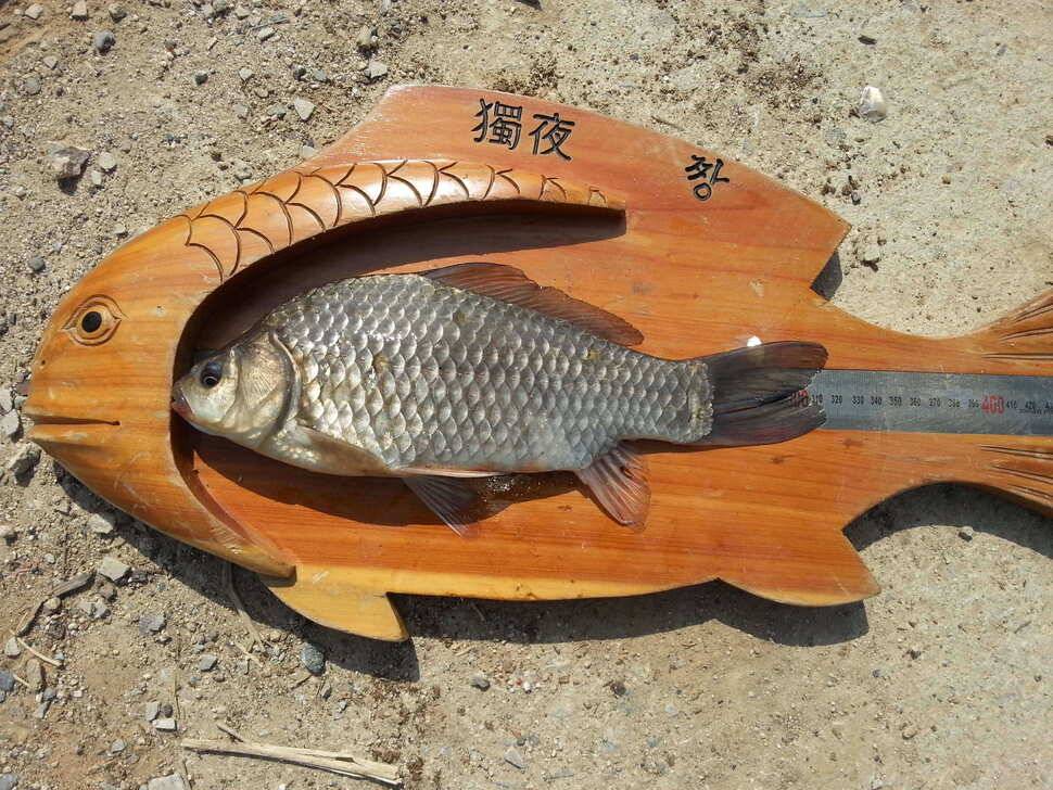 2호3호4호 신고합니다 (조황조행기 - 월척컵토종붕어챔피언십)