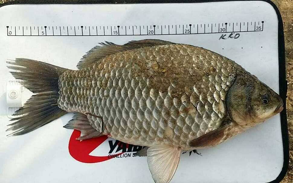 2cm 부족한 사짜 (조황조행기 - 월척컵토종붕어챔피언십)