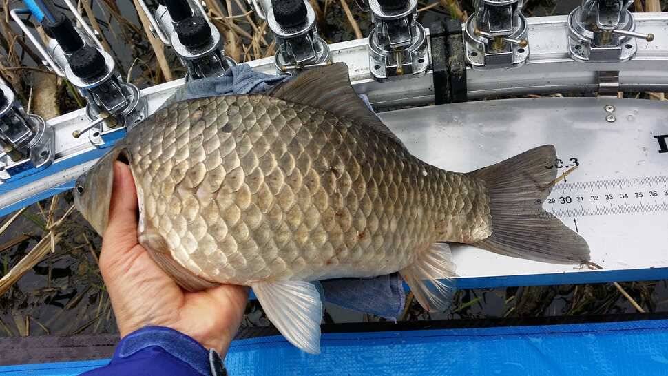 04Cm (조황조행기 - 월척컵토종붕어챔피언십)