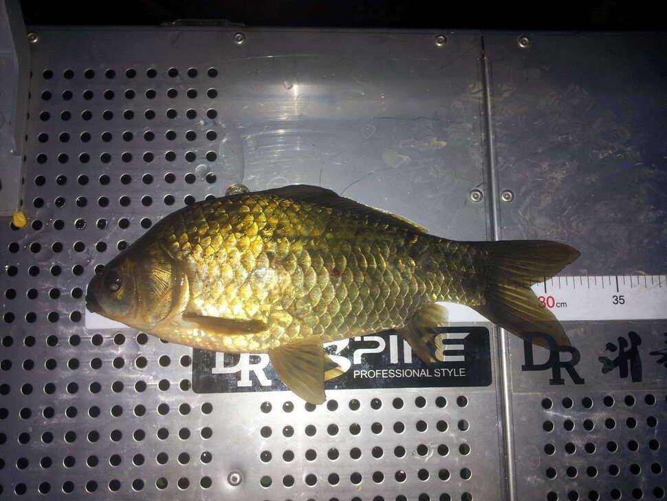 연지 바람 (조황조행기 - 월척컵토종붕어챔피언십)
