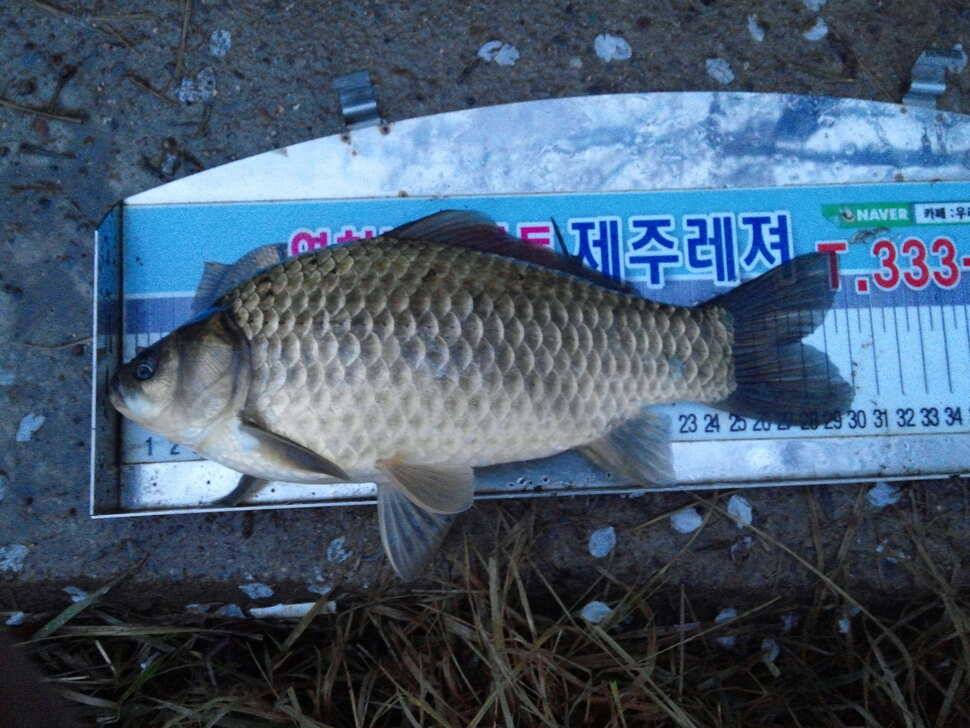 올해 월척 2연타 (조황조행기 - 월척컵토종붕어챔피언십)