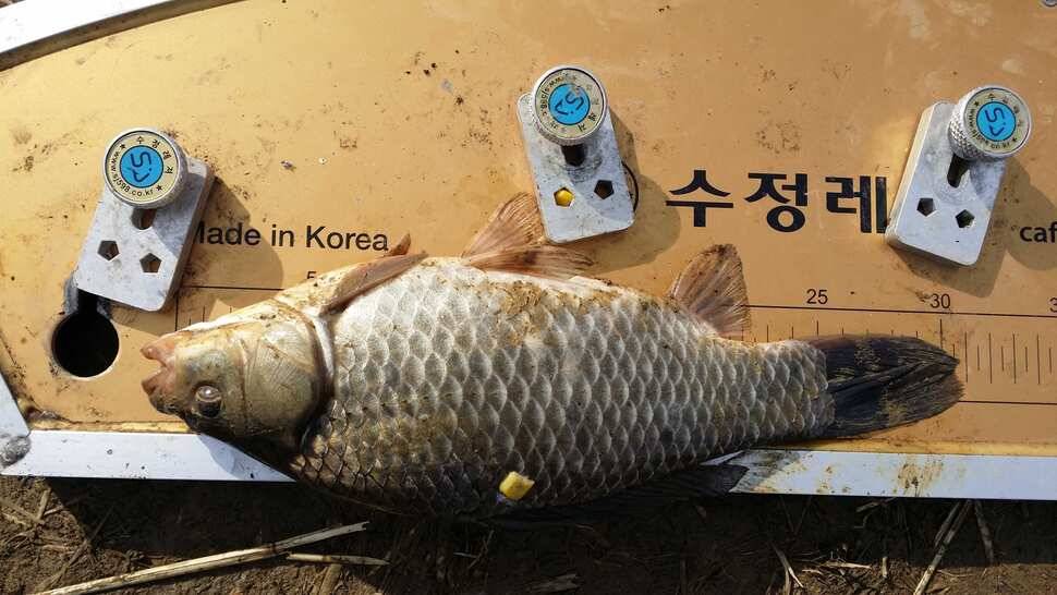경산소류지 (조황조행기 - 월척컵토종붕어챔피언십)