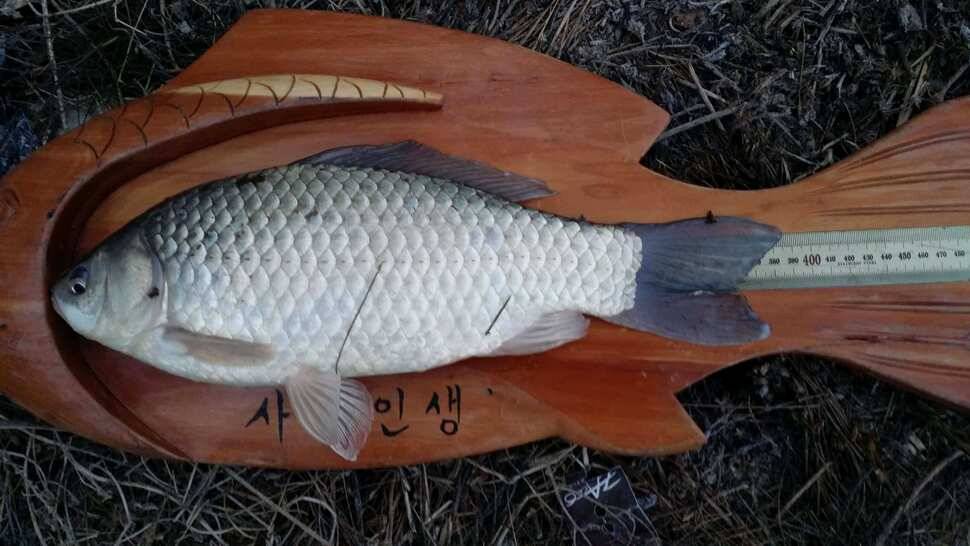 올해 첫 물낚시에 (조황조행기 - 월척컵토종붕어챔피언십)