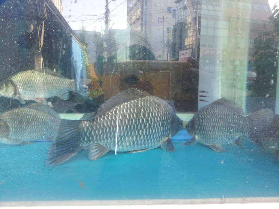 문천지 4짜생에첫4짜입니다빵이장난아니줘 ㅎ (조황조행기 - 월척컵토종붕어챔피언십)