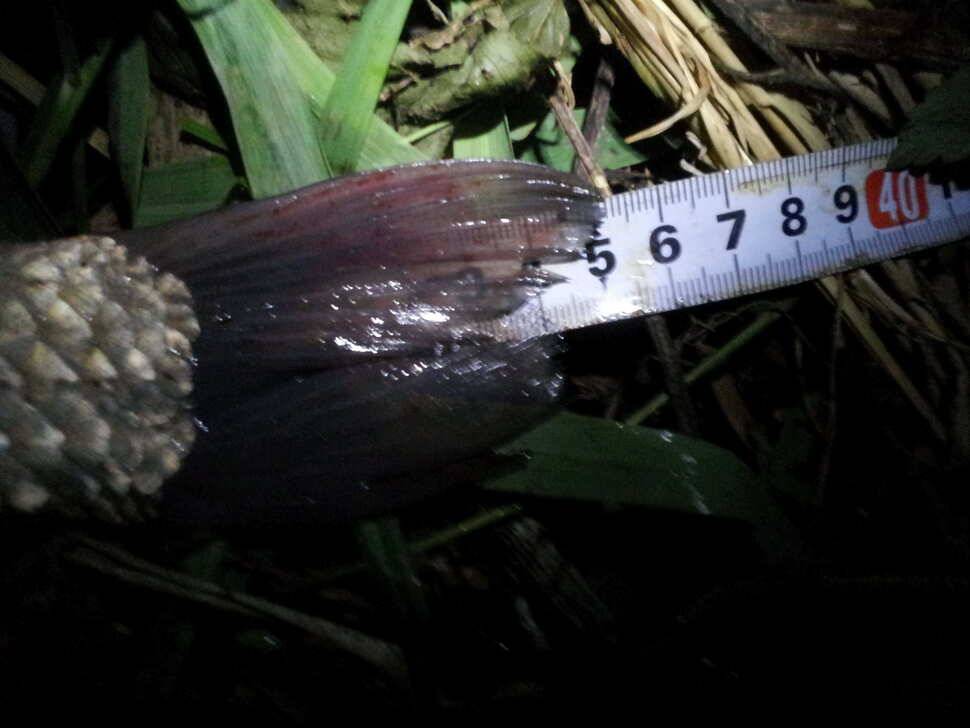 노지출조 첫35 (조황조행기 - 월척컵토종붕어챔피언십)