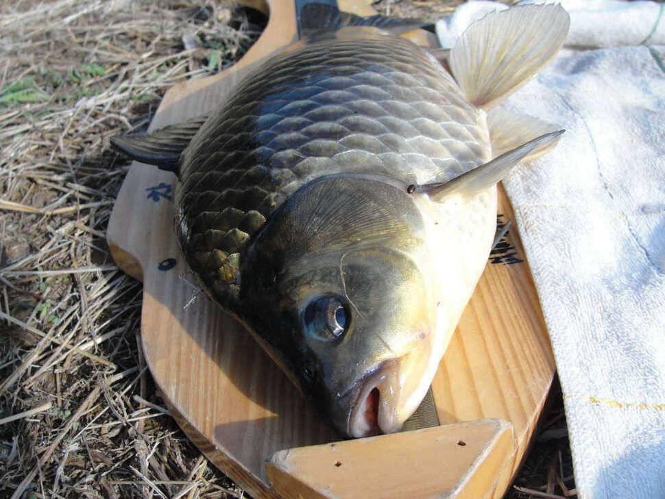 드디어 시즌이봄붕어 42cm (조황조행기 - 월척컵토종붕어챔피언십)