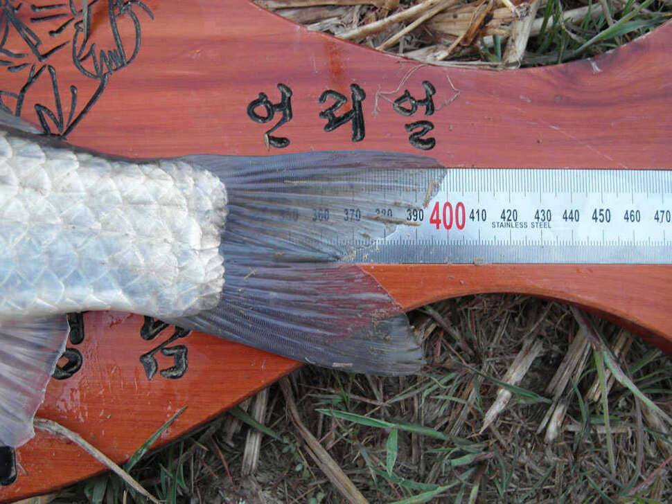4짜지만 완전 토종은 아니고 희나리 같습니다 (조황조행기 - 월척컵토종붕어챔피언십)