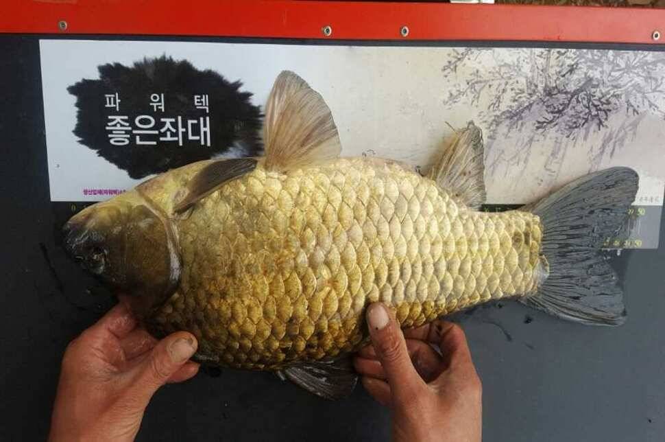 5짜 (조황조행기 - 월척컵토종붕어챔피언십)