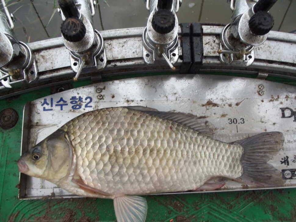 시즌3440호 때월척 (조황조행기 - 월척컵토종붕어챔피언십)