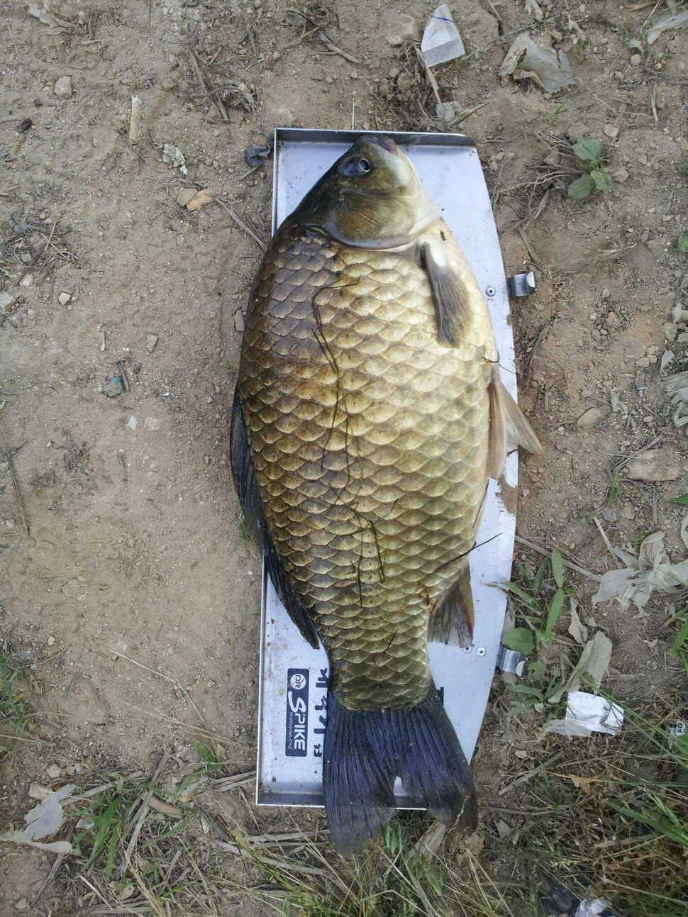 47cm 조금 빠집니다 (조황조행기 - 월척컵토종붕어챔피언십)