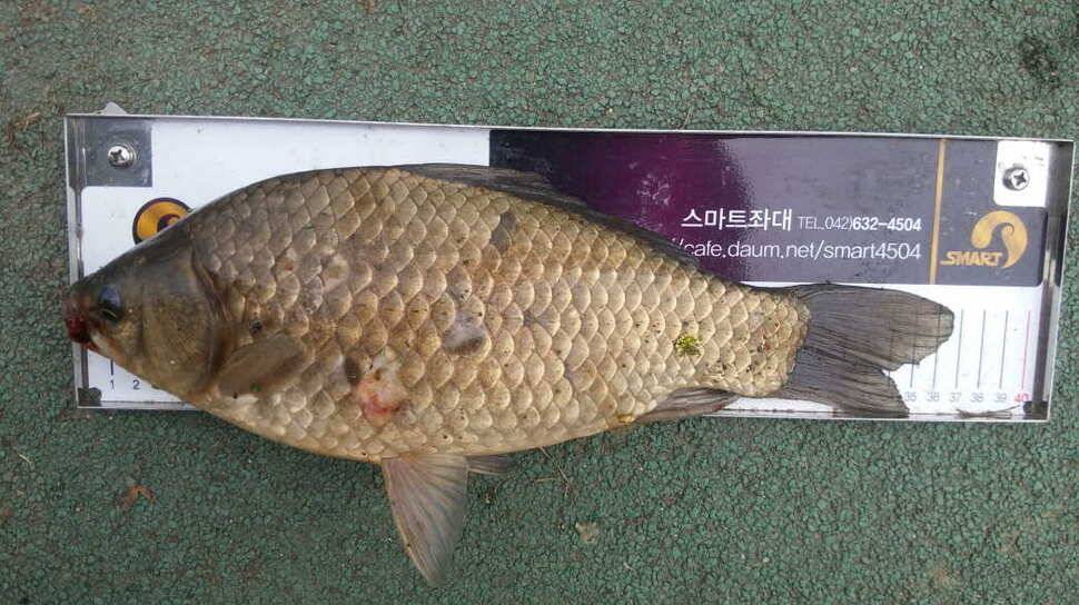 벌건 대낮에 월척 두마리 (조황조행기 - 월척컵토종붕어챔피언십)
