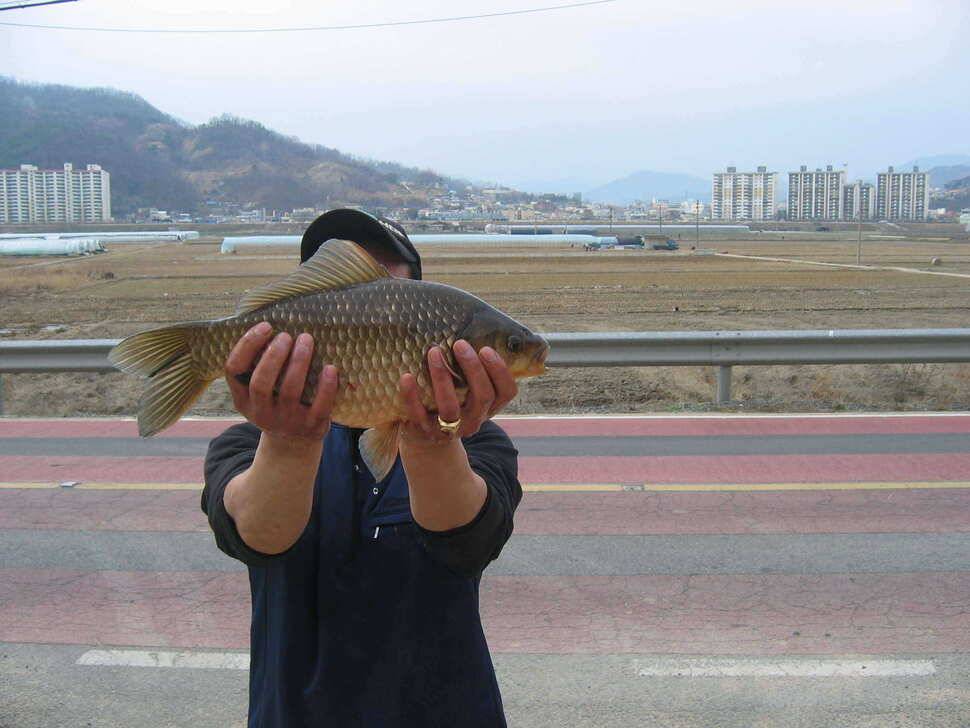 2013년23호월척이며 445 센티 5번째사짜40센티 6번째사짜 (조황조행기 - 월척컵토종붕어챔피언십)